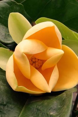 Read Online Yellow Egg Magnolia, for the Love of Flowers: Blank 150 Page Lined Journal for Your Thoughts, Ideas, and Inspiration -  | PDF