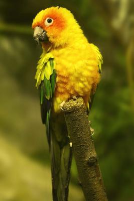 Read Online Yellow Parrot Journal: 150 Page Lined Notebook/Diary -  | ePub