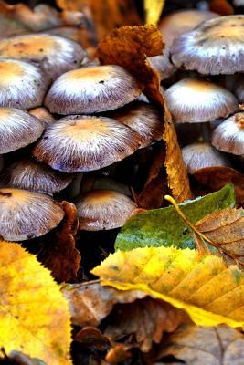 Read Online Hunting Mushrooms in the Forest Journal: 150 Page Lined Notebook/Diary -  | ePub