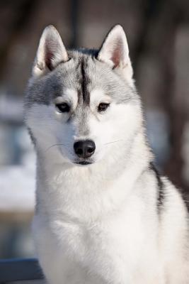 Read Online Siberian Husky Dog in Lapland Journal: 150 Page Lined Notebook/Diary -  | ePub
