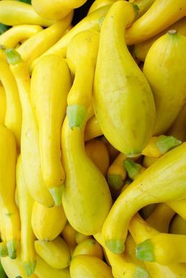 Read Online Yellow Squash Journal: 150 Page Lined Notebook/Diary -  file in PDF