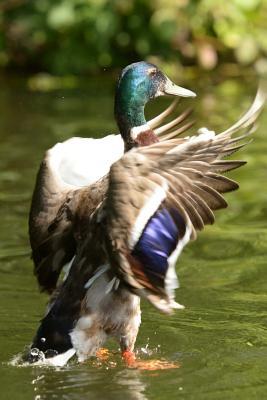 Download Male Mallard Duck Spreading His Wings Journal: 150 Page Lined Notebook/Diary - Benton Press file in PDF