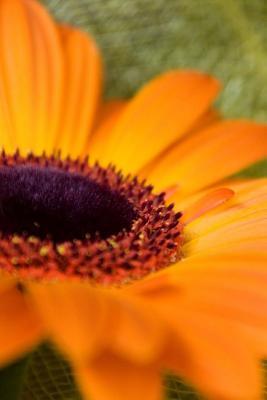 Download Website Password Organizer Orange Daisy Close Up: Password/Login/Website Keeper/Organizer Never Worry about Forgetting Your Website Password or Login Again! -  | ePub