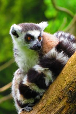 Read Charming Ring-Tailed Lemur Cute Animal Journal: 150 Page Lined Notebook/Diary -  | PDF