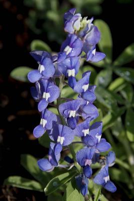 Full Download Texas State Flower - Blue Bonnet Journal: 150 Page Lined Notebook/Diary -  file in PDF