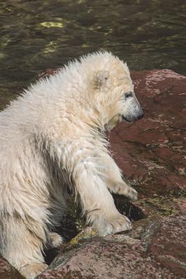 Full Download Cute Polar Bear Cub Journal: 150 Page Lined Notebook/Diary -  | ePub