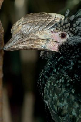 Full Download Silvery-Cheeked Hornbill Bird Journal: 150 Page Lined Notebook/Diary -  | PDF